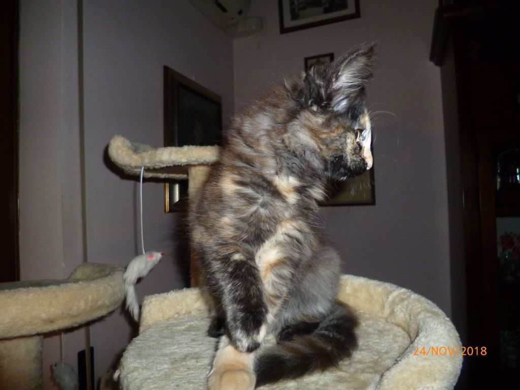 Gatti Norvegesi - cuccioli