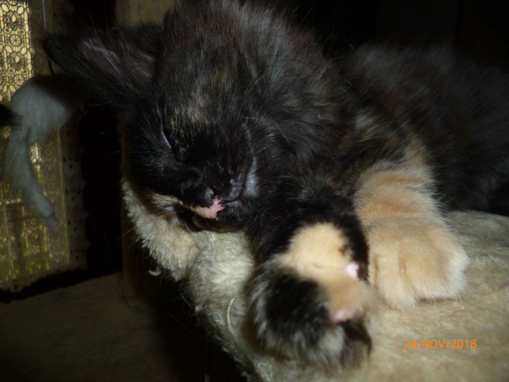 Gatti Norvegesi - cuccioli