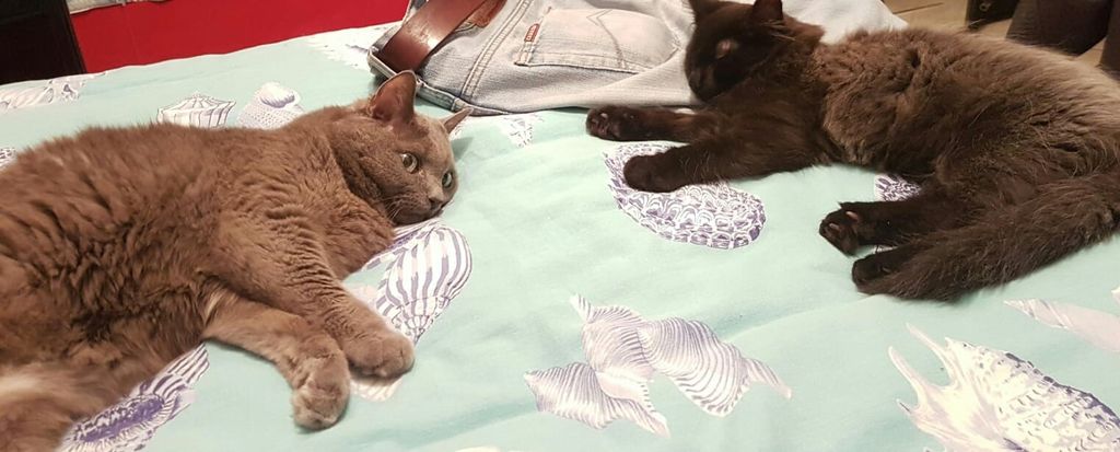 Gatti Norvegesi - cuccioli