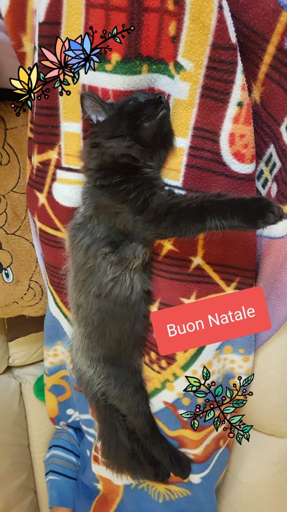 Gatti Norvegesi - cuccioli