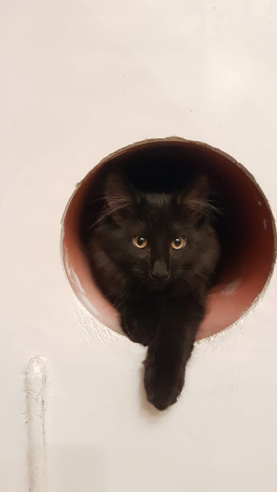 Gatti Norvegesi - cuccioli