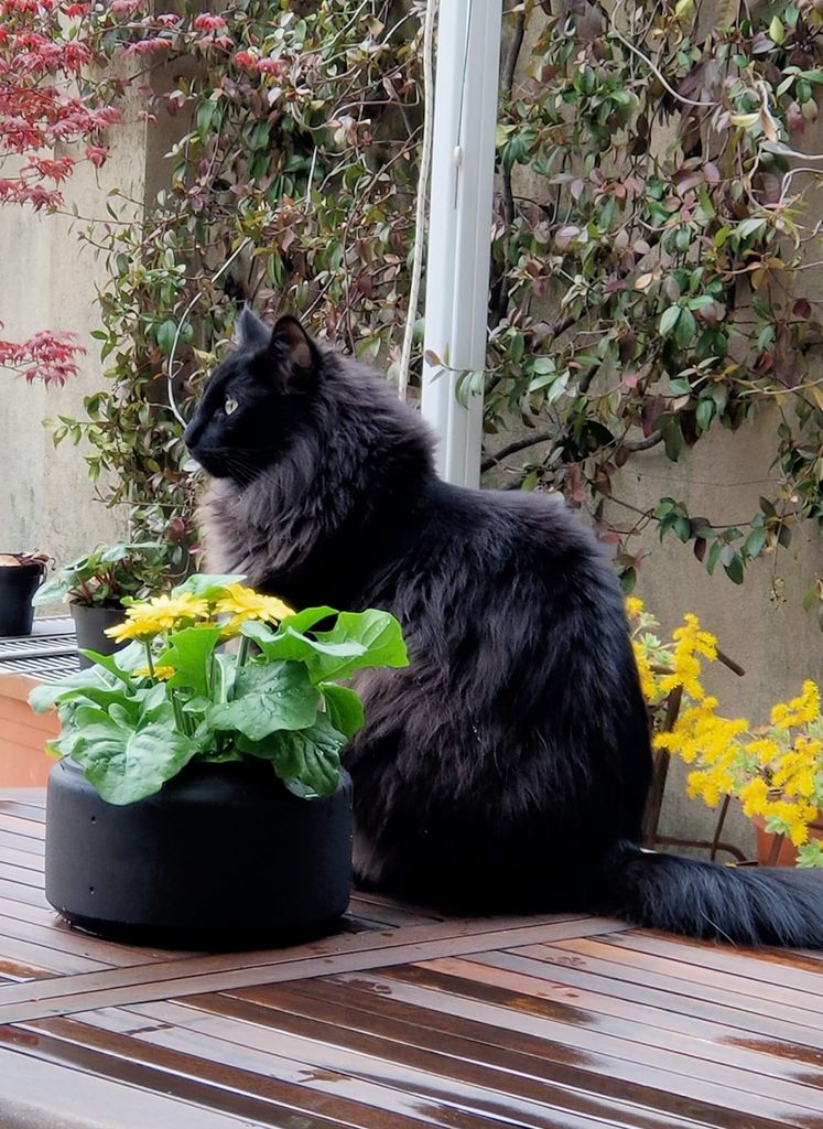 Gatti Norvegesi - cuccioli
