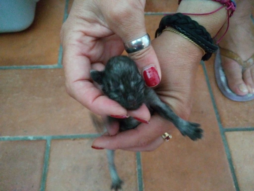 Gatti Norvegesi - cuccioli