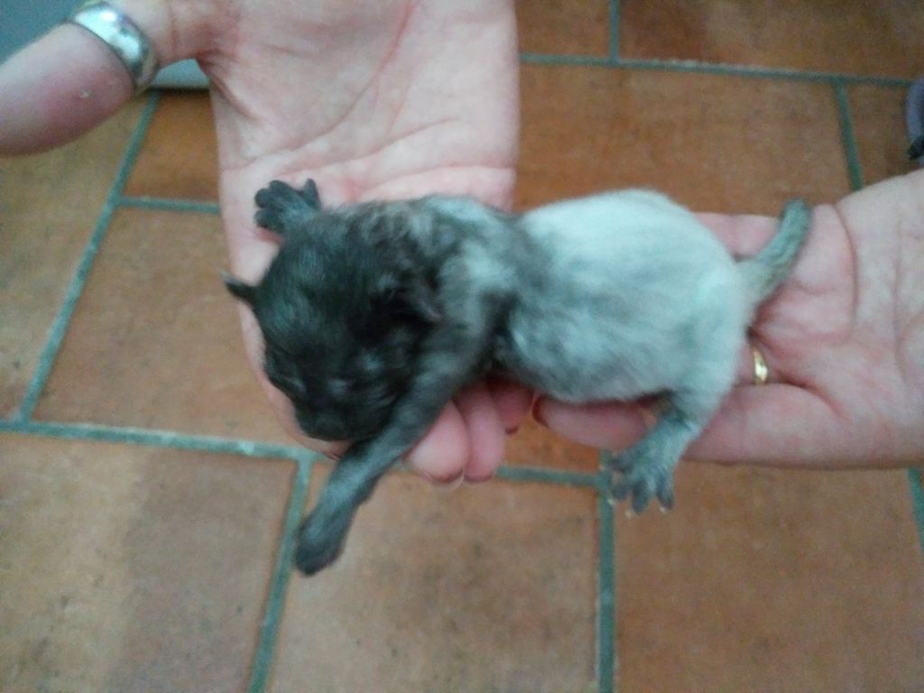 Gatti Norvegesi - cuccioli