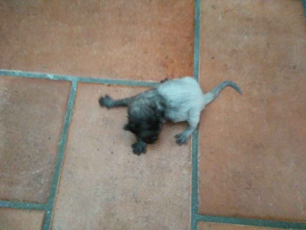 Gatti Norvegesi - cuccioli