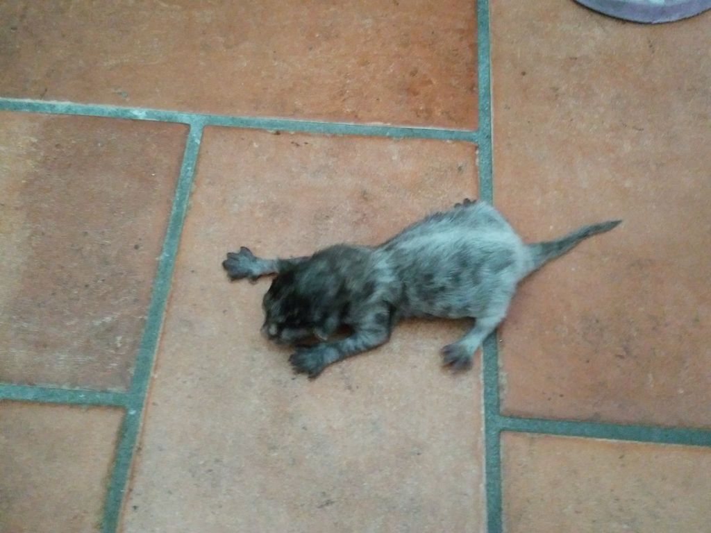 Gatti Norvegesi - cuccioli
