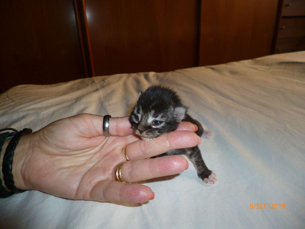 Gatti Norvegesi - cuccioli