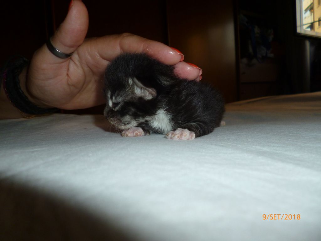 Gatti Norvegesi - cuccioli