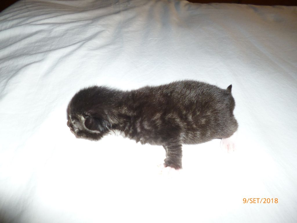 Gatti Norvegesi - cuccioli
