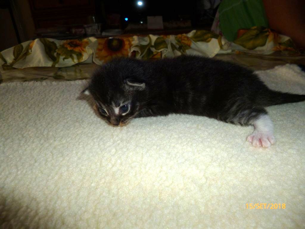Gatti Norvegesi - cuccioli