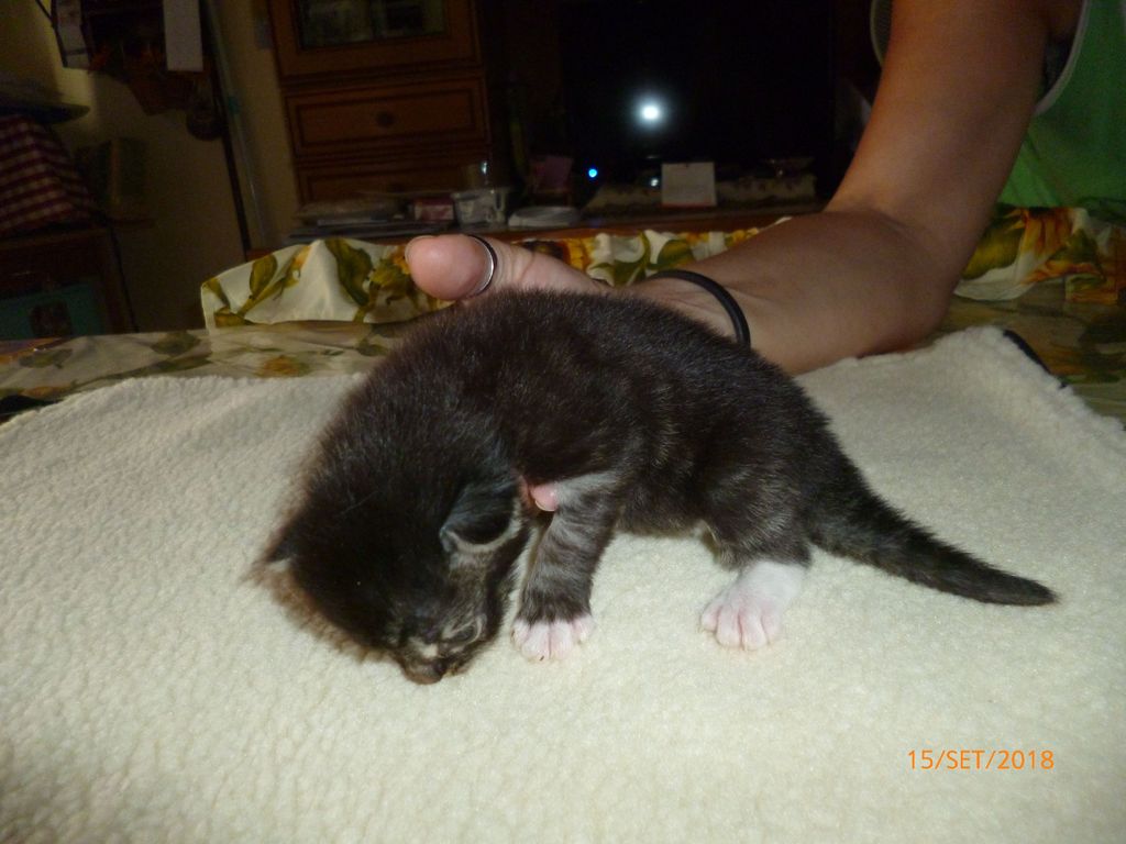 Gatti Norvegesi - cuccioli