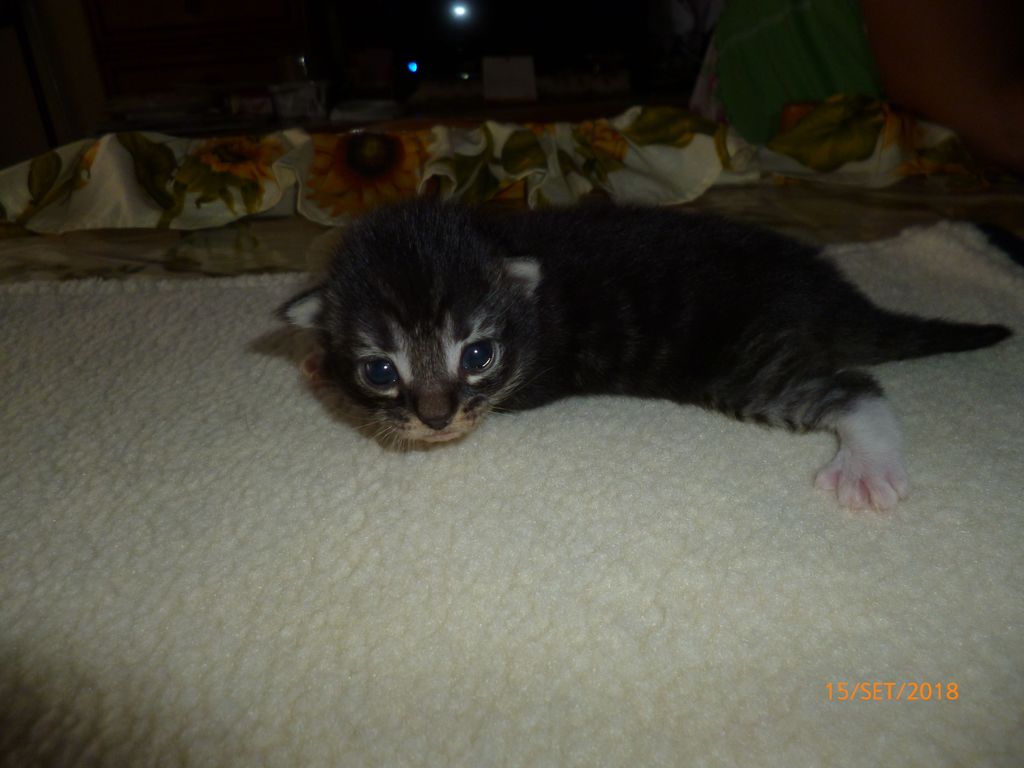 Gatti Norvegesi - cuccioli