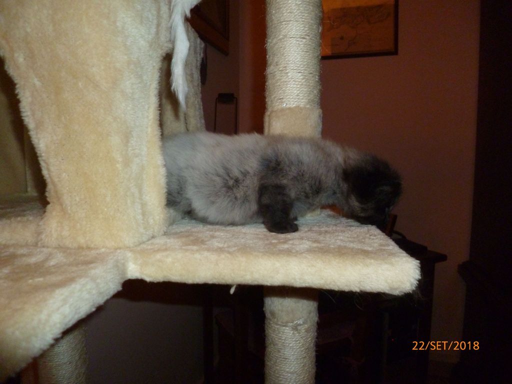 Gatti Norvegesi - cuccioli