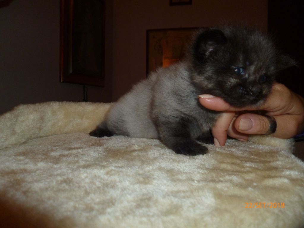 Gatti Norvegesi - cuccioli