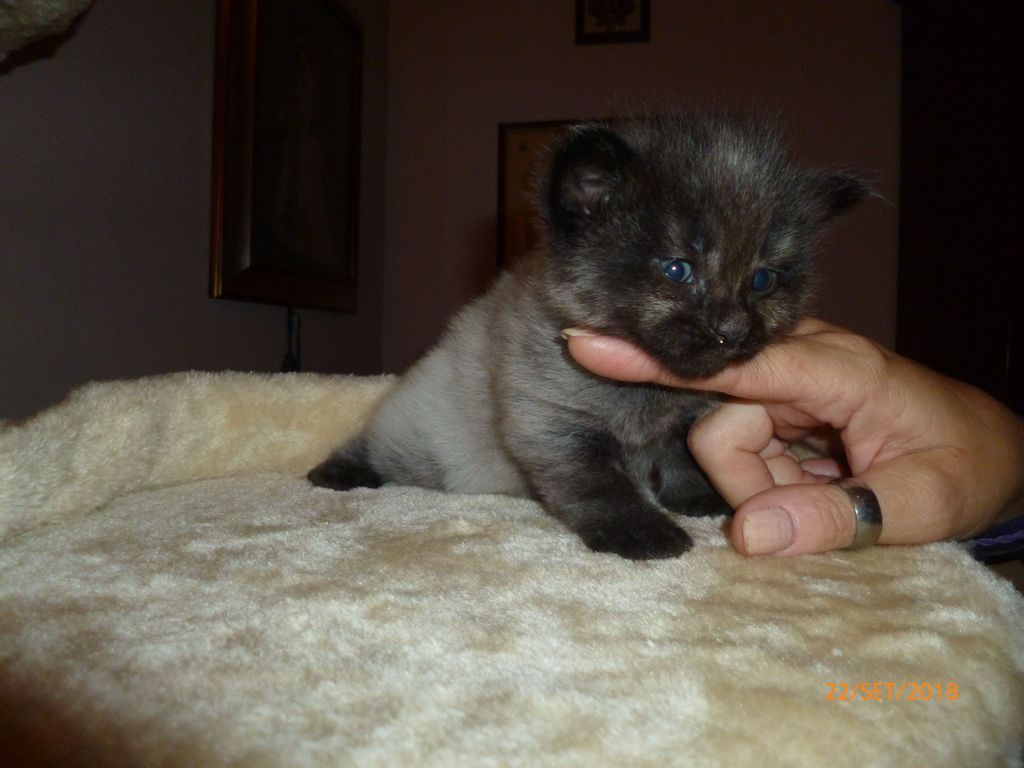 Gatti Norvegesi - cuccioli