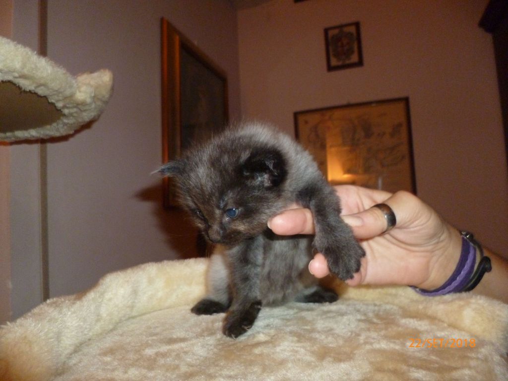 Gatti Norvegesi - cuccioli