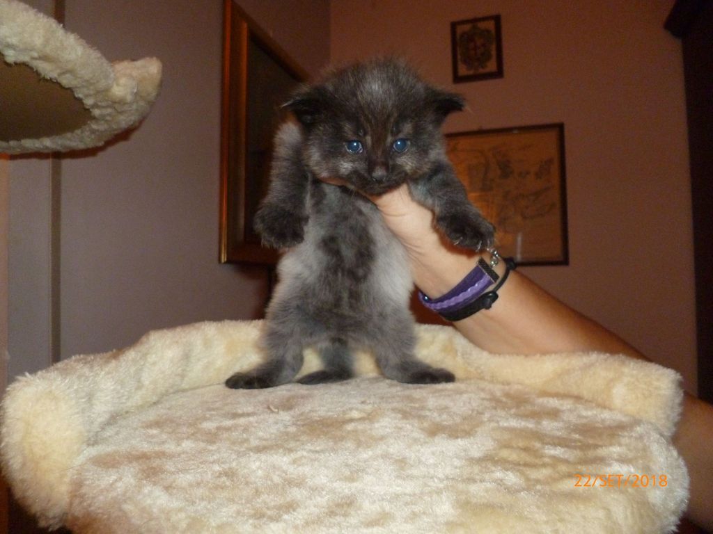 Gatti Norvegesi - cuccioli
