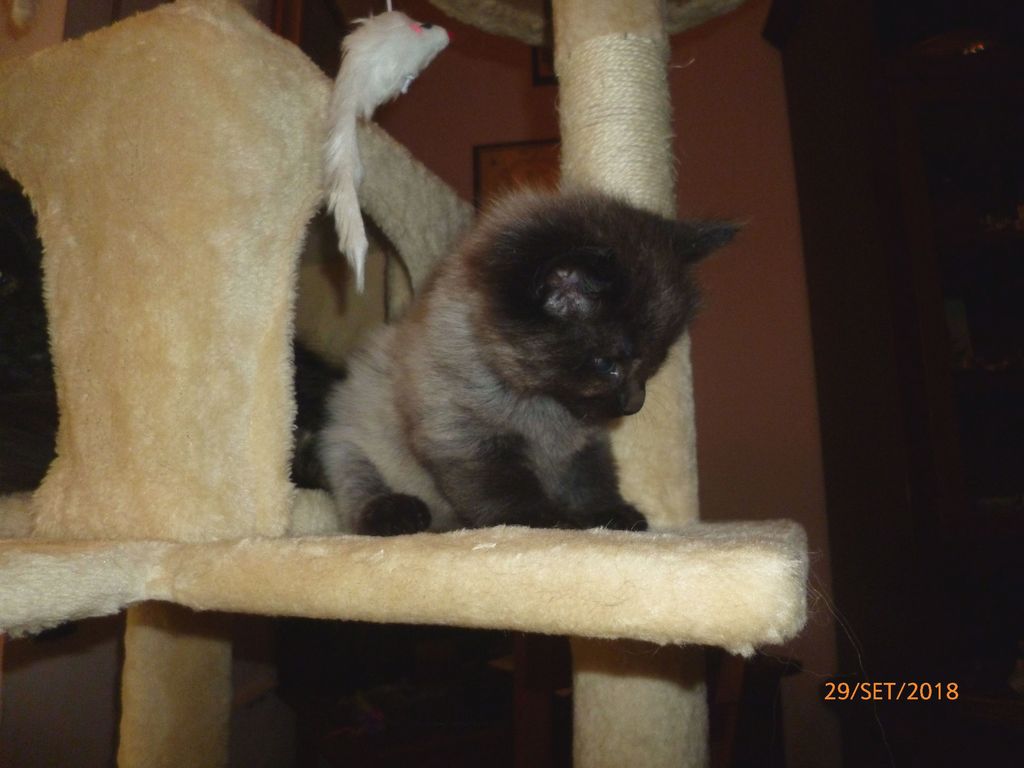 Gatti Norvegesi - cuccioli