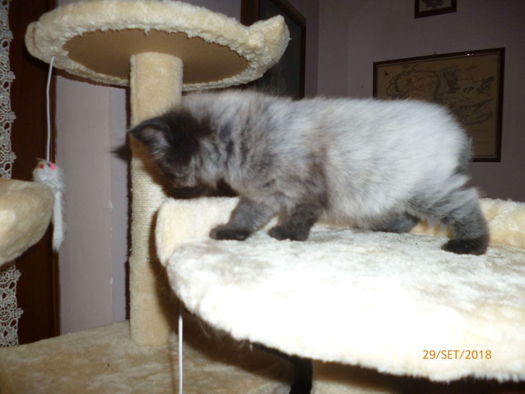 Gatti Norvegesi - cuccioli