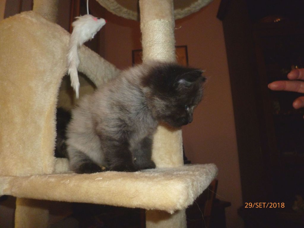 Gatti Norvegesi - cuccioli