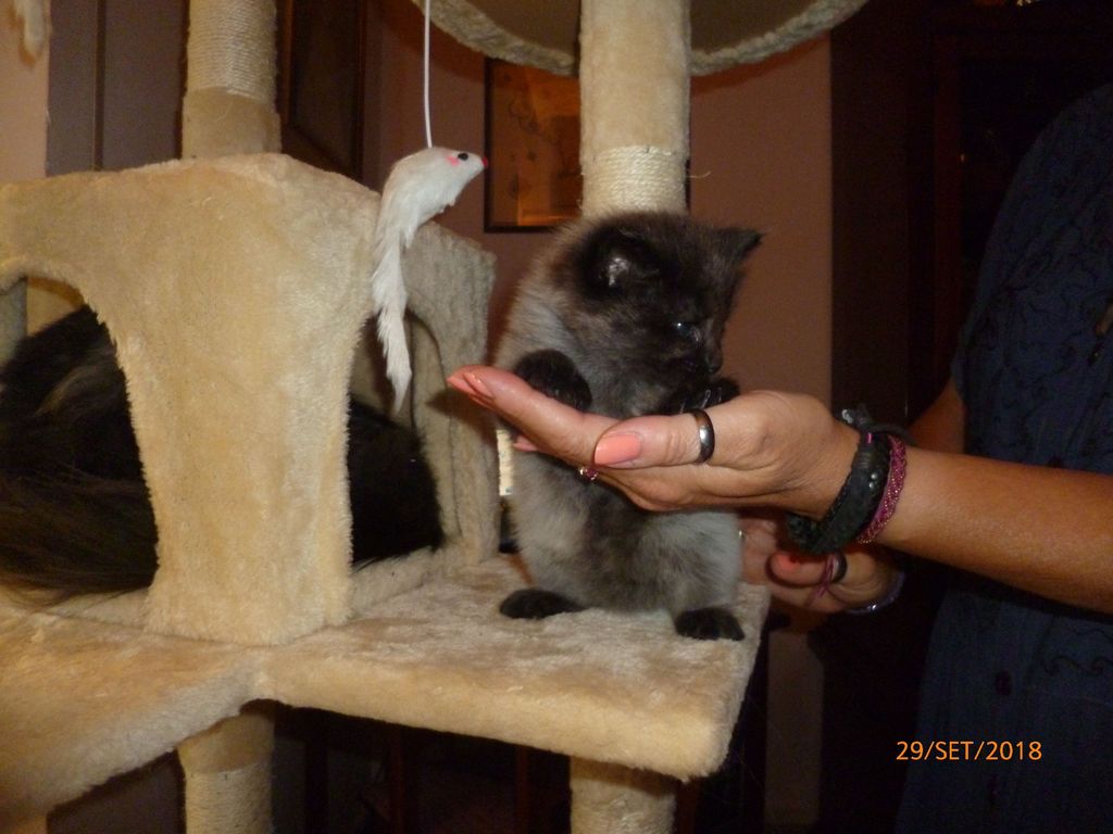 Gatti Norvegesi - cuccioli