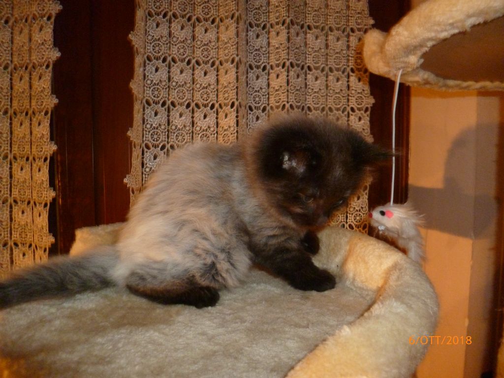 Gatti Norvegesi - cuccioli