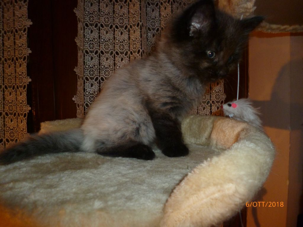 Gatti Norvegesi - cuccioli