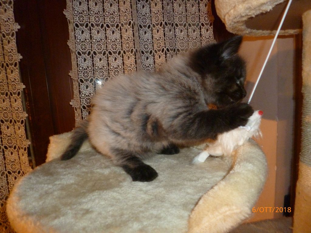 Gatti Norvegesi - cuccioli