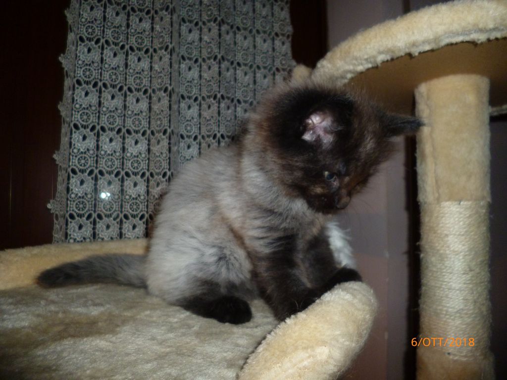 Gatti Norvegesi - cuccioli