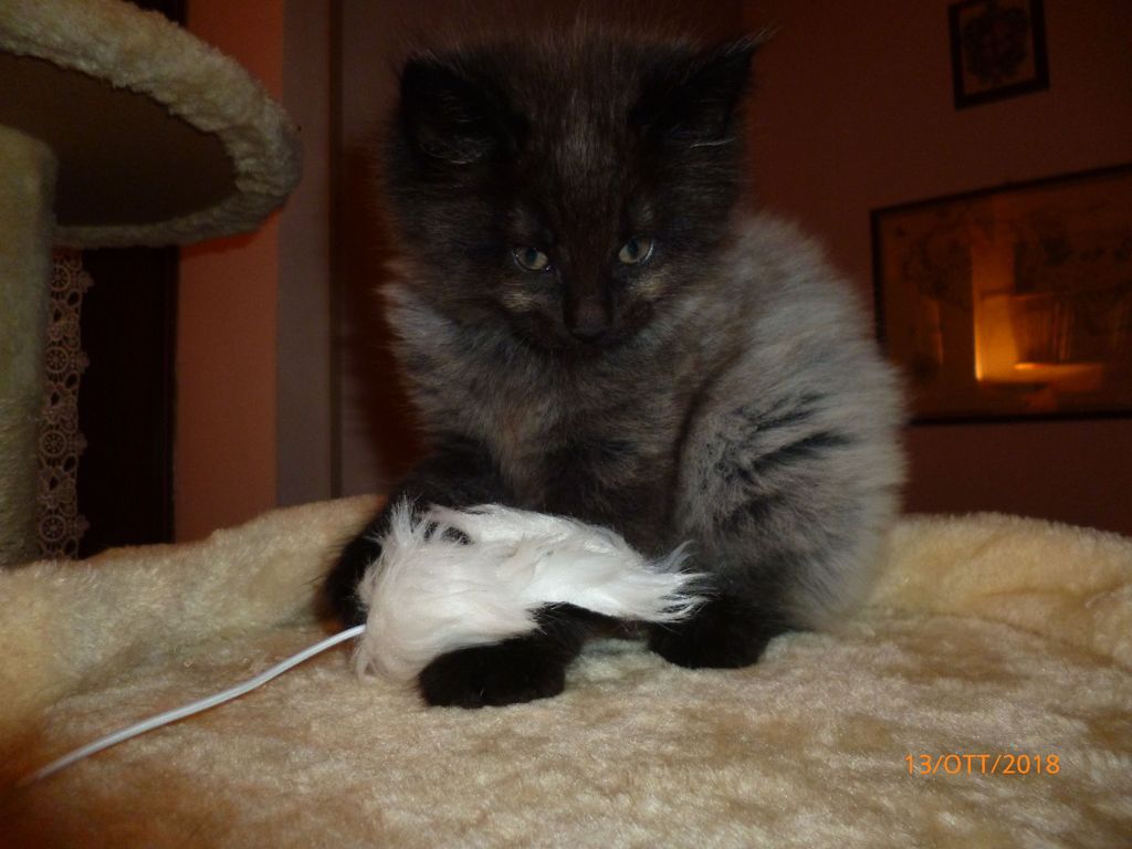Gatti Norvegesi - cuccioli