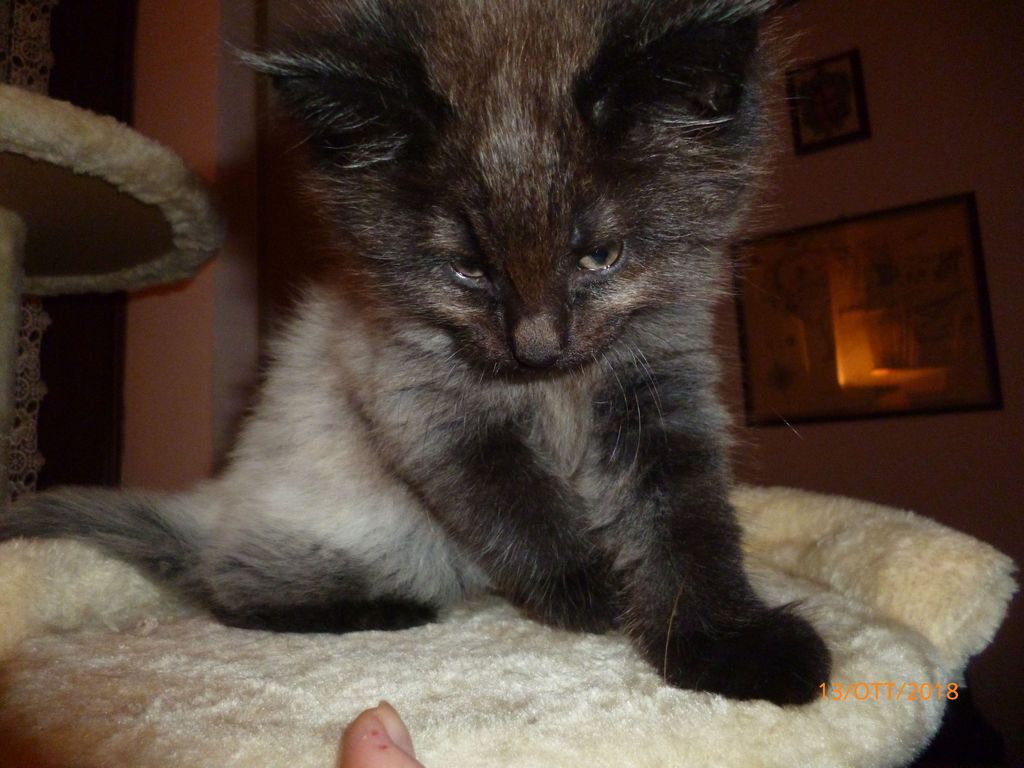 Gatti Norvegesi - cuccioli