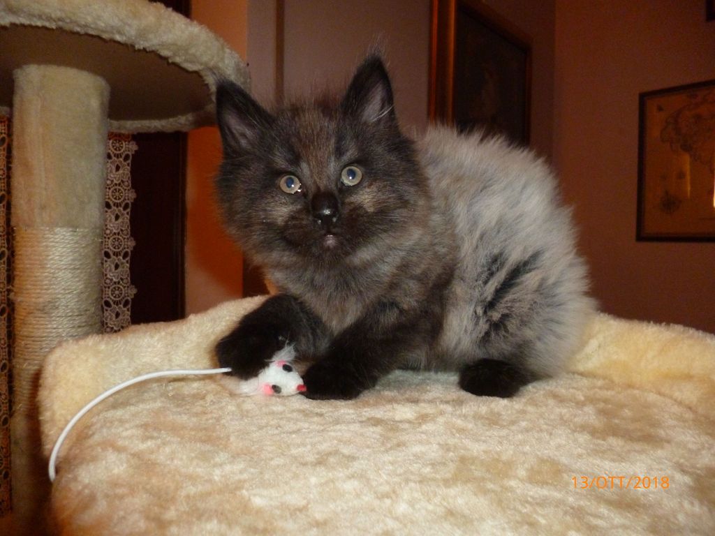 Gatti Norvegesi - cuccioli