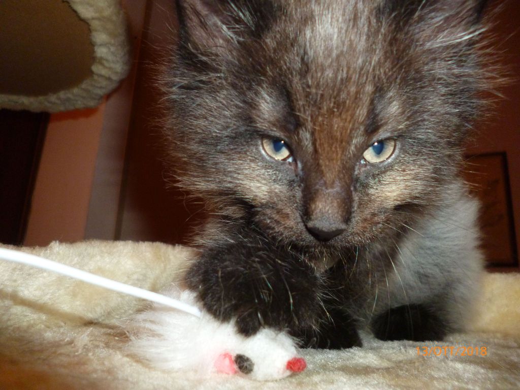 Gatti Norvegesi - cuccioli