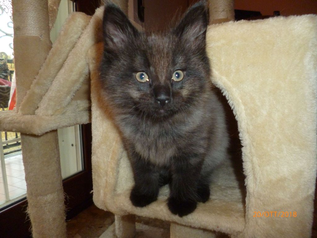 Gatti Norvegesi - cuccioli
