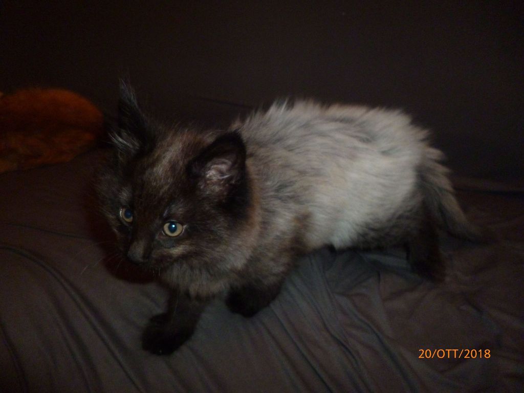 Gatti Norvegesi - cuccioli