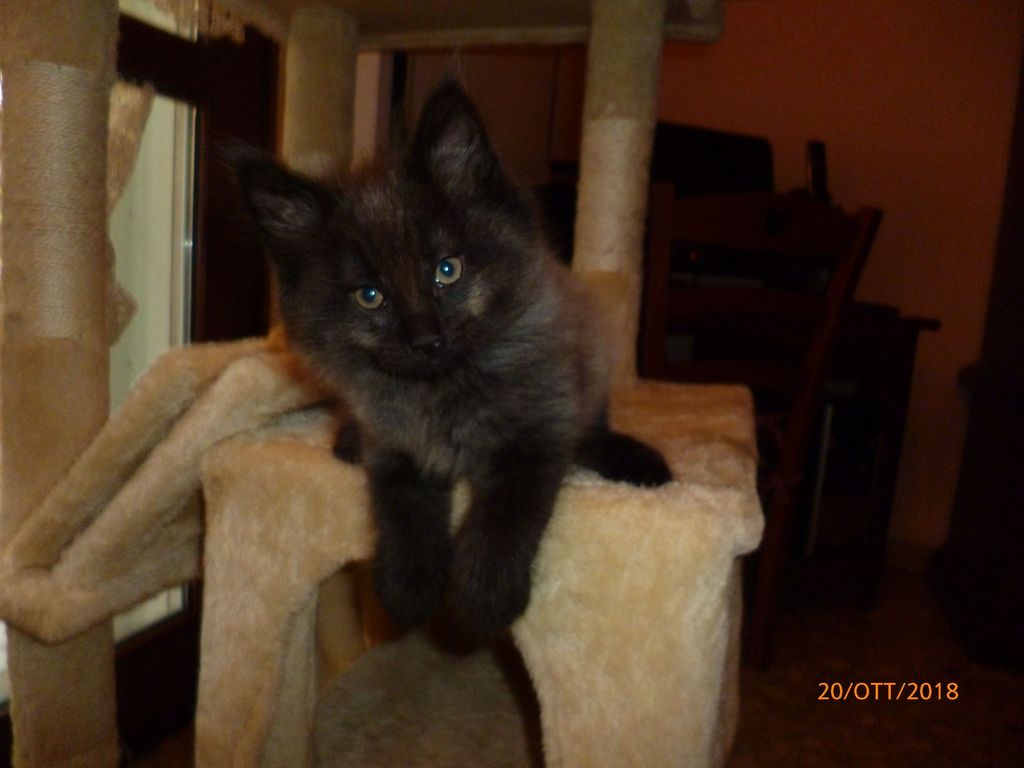 Gatti Norvegesi - cuccioli