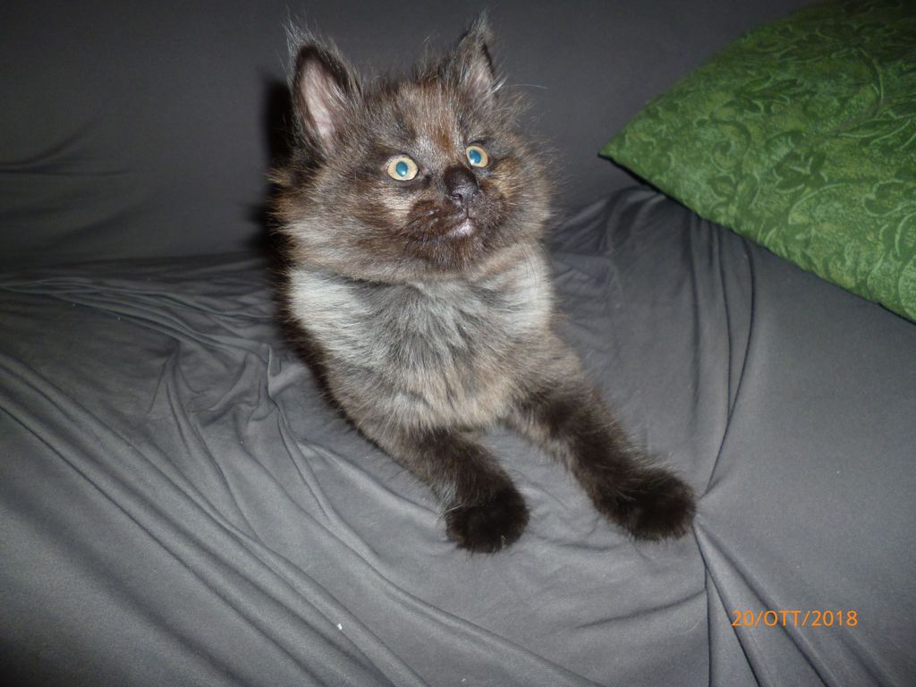 Gatti Norvegesi - cuccioli