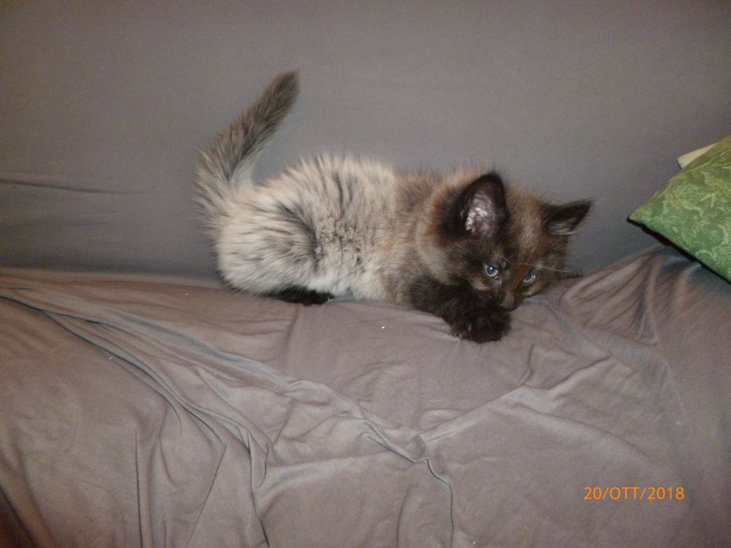 Gatti Norvegesi - cuccioli