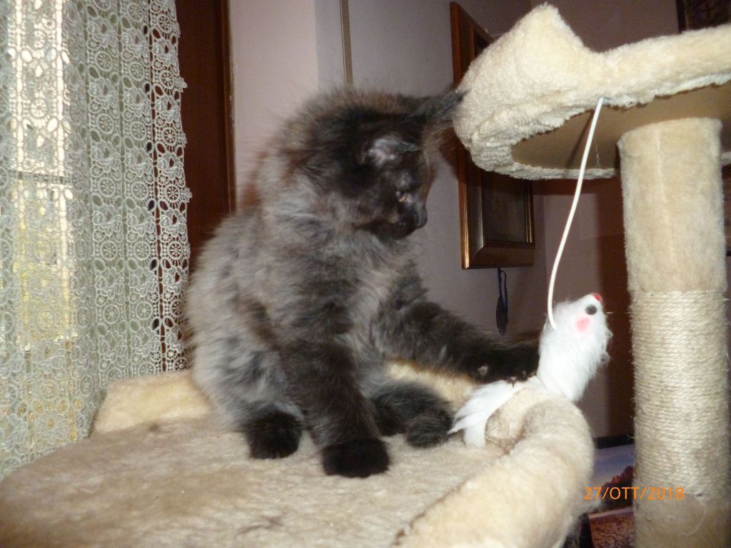 Gatti Norvegesi - cuccioli