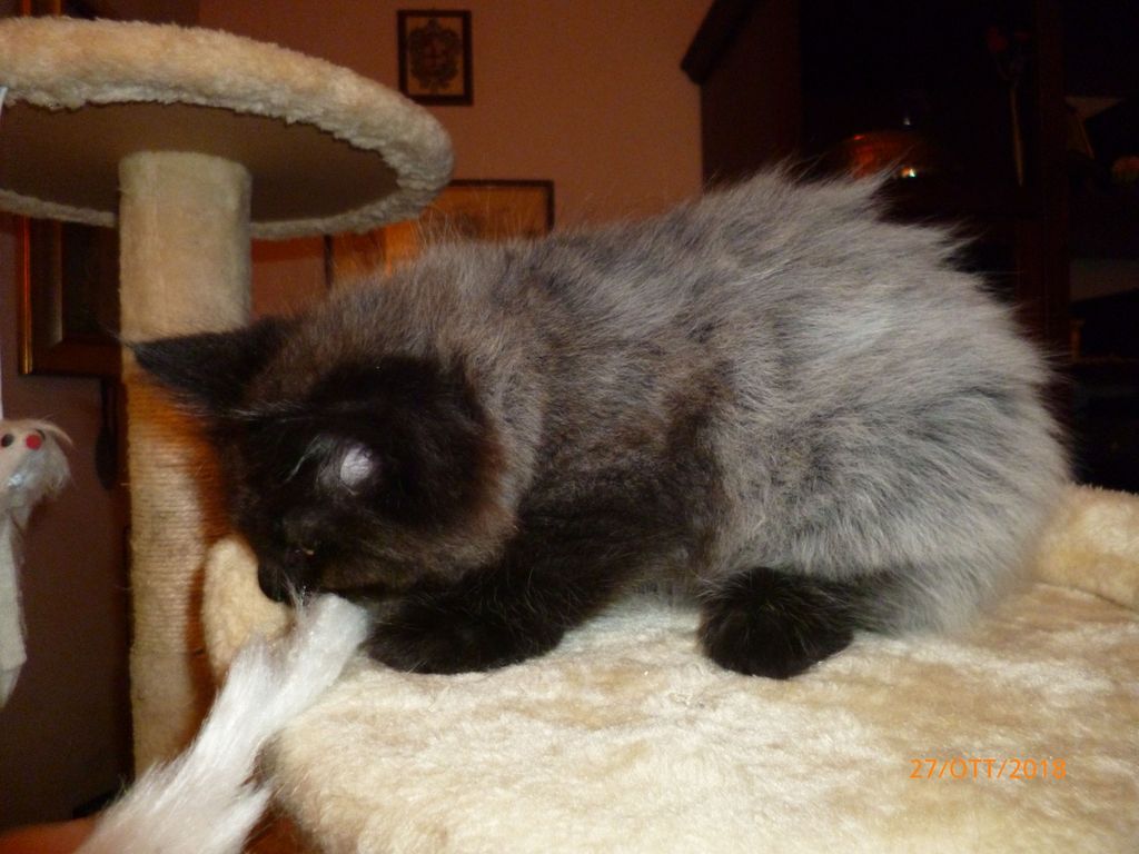 Gatti Norvegesi - cuccioli