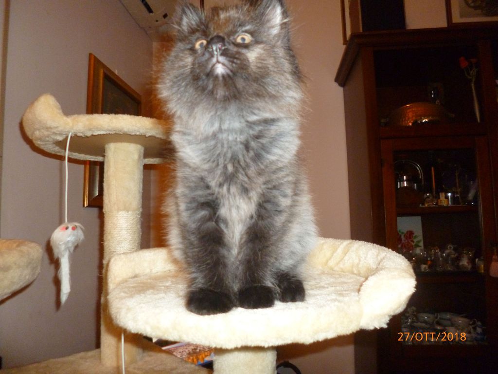 Gatti Norvegesi - cuccioli