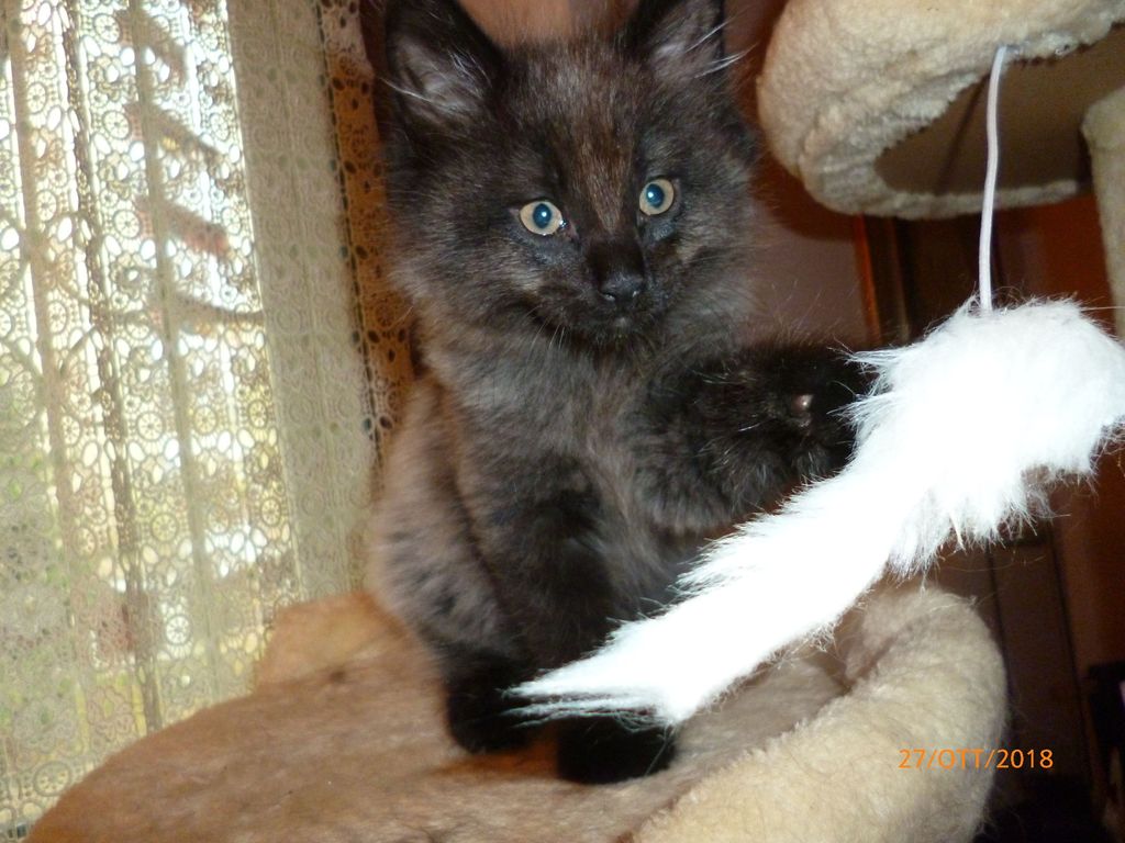 Gatti Norvegesi - cuccioli