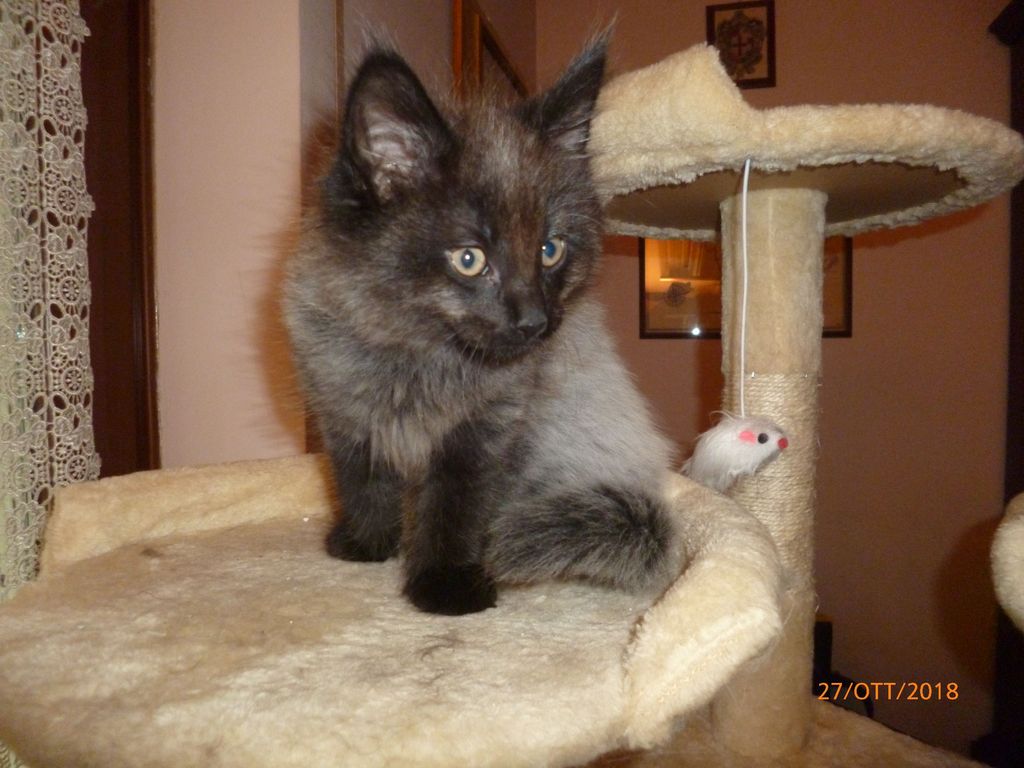 Gatti Norvegesi - cuccioli
