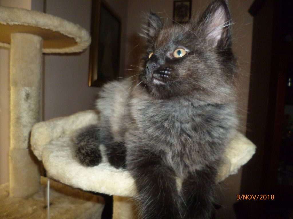 Gatti Norvegesi - cuccioli