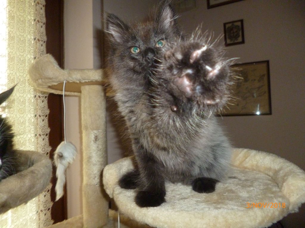 Gatti Norvegesi - cuccioli