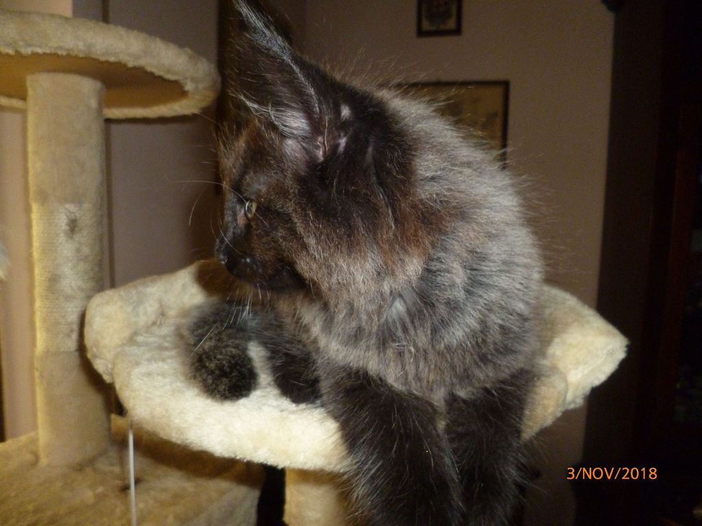 Gatti Norvegesi - cuccioli