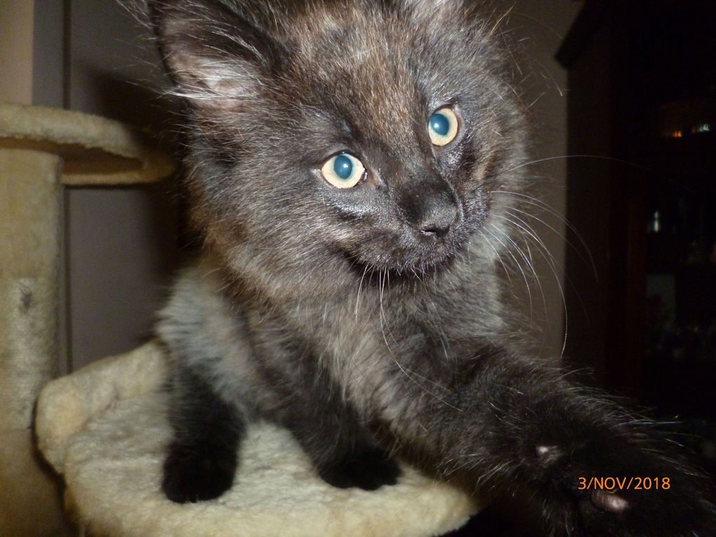 Gatti Norvegesi - cuccioli