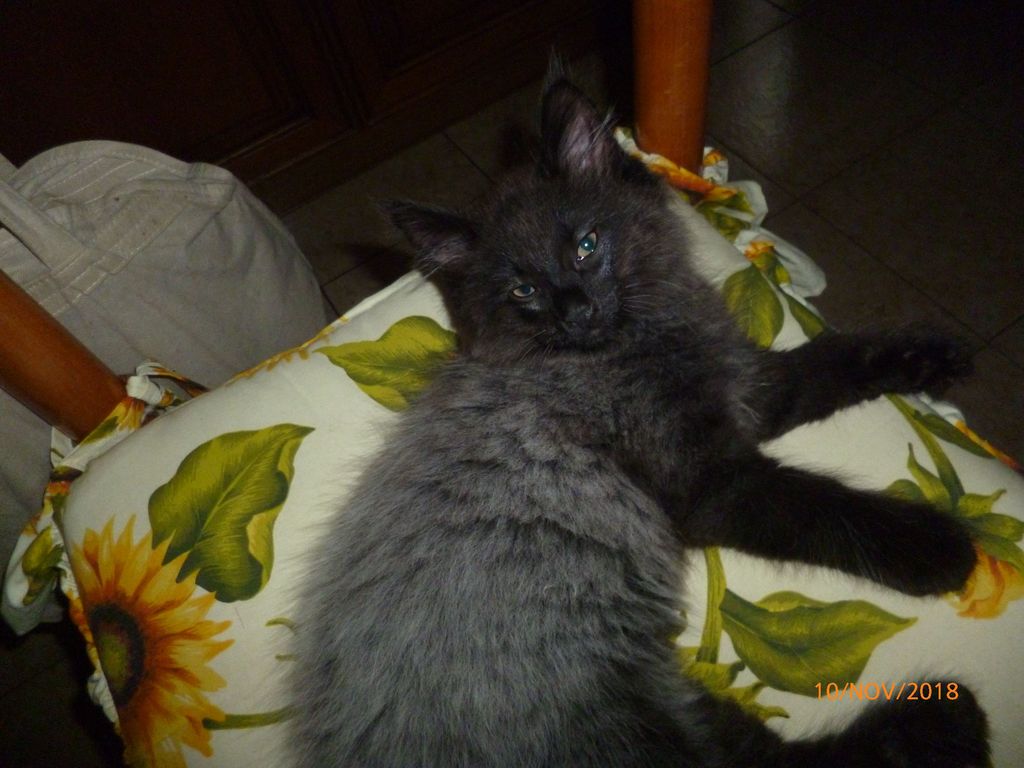 Gatti Norvegesi - cuccioli
