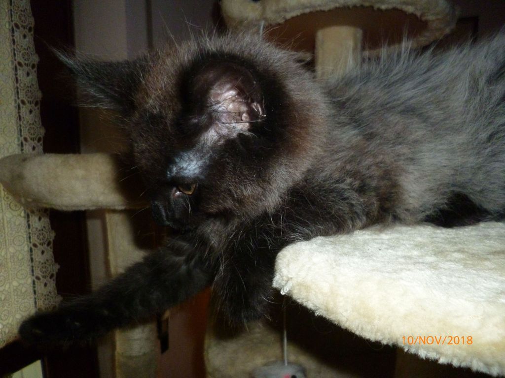 Gatti Norvegesi - cuccioli