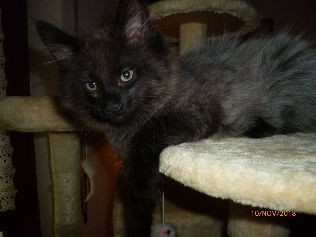 Gatti Norvegesi - cuccioli